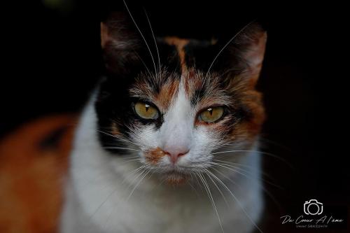Maya