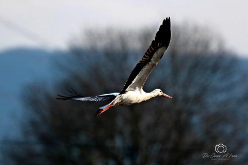 Cigogne