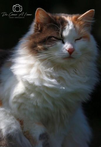 Princesse
