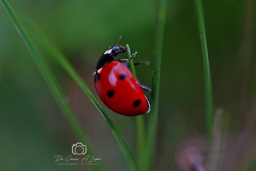 Coccinelle