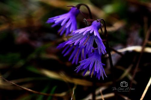 fleur des Alpes