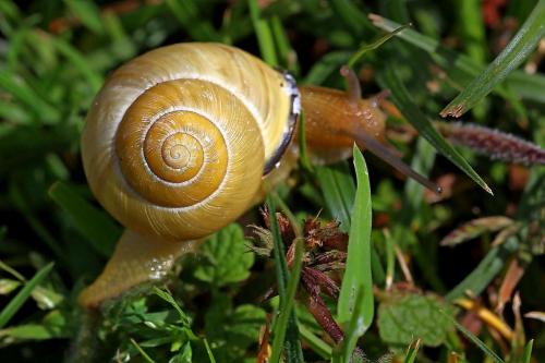 Escargot