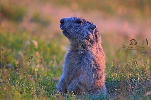 Marmotte