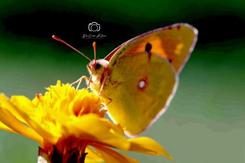 Papillon