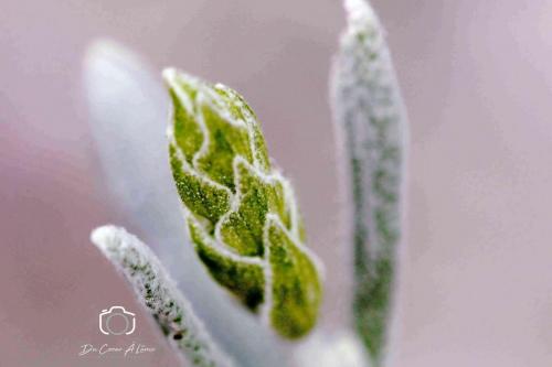 givre