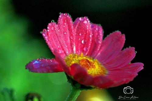 fleur