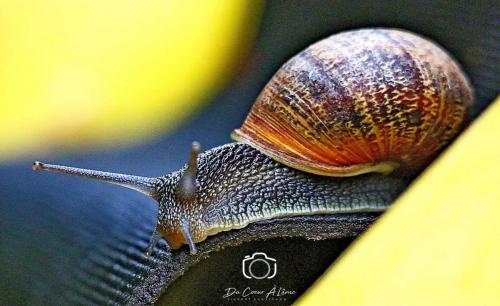 Escargot