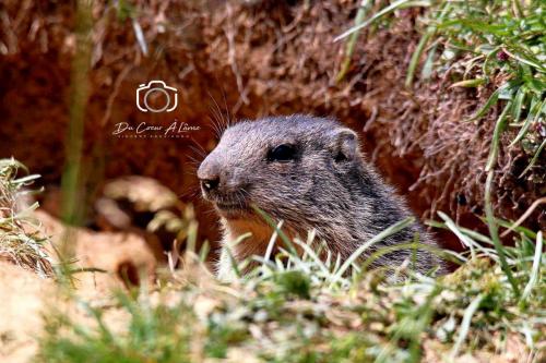 Marmotte