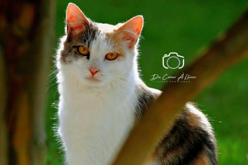 Princesse